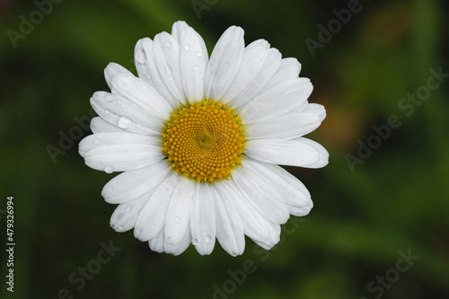 White mountain flower with taw