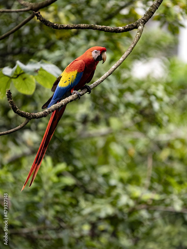The Scarlet Macaw, Ara macao, is a large brightly colored parrot, Costa Rica