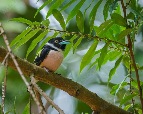 Black and Yellow Broadbill perching eye level on tree branch