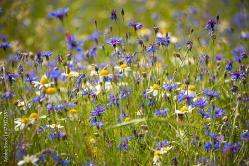 Beautiful blue corn flowers and other wild flowers in summer meadow © Maresol