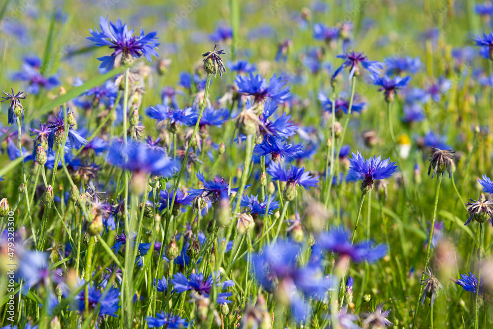 Beautiful blue corn flowers and other wild flowers in summer meadow