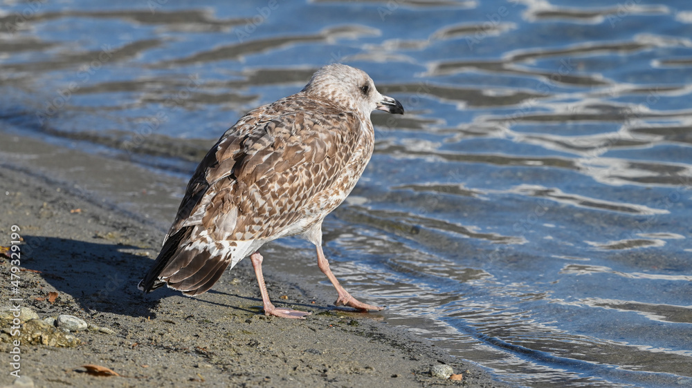 Giovane di gabbiano che passeggia sulla spiagga accanto al lago Giovane di gabbiano che passeggia sulla spiagga accanto al lago