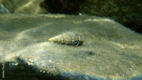 Mediterranean rocky shore hermit crab or Mediterranean intertidal hermit crab in a seashell common cerith  Cerithium vulgatum  undersea  Aegean Sea  Greece