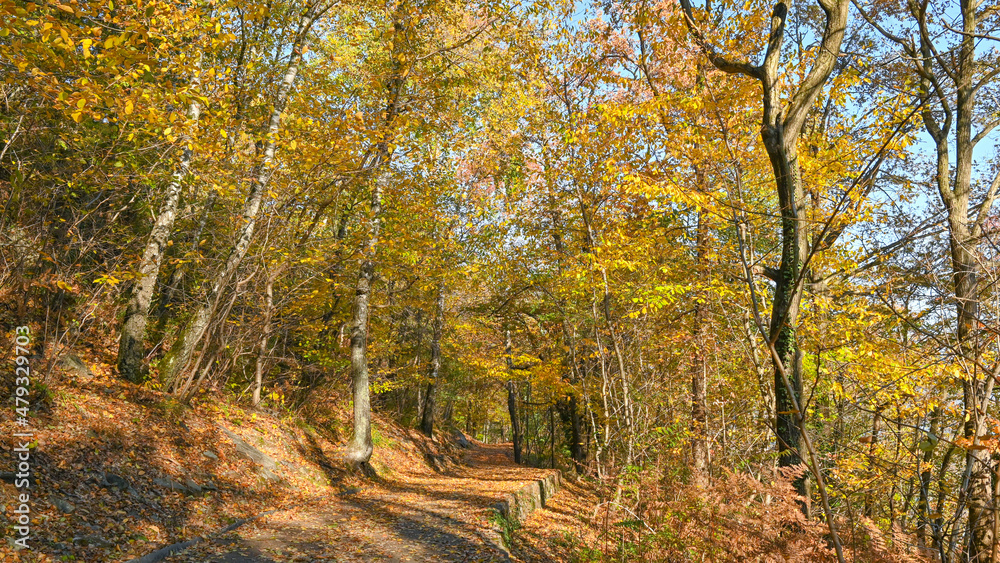 Paesaggio autunnale tra i boschi, con foglie colorate di giallo e arancione Paesaggio autunnale tra i boschi, con foglie colorate di giallo e arancione