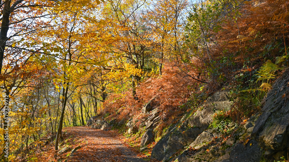 Paesaggio autunnale tra i boschi, con foglie colorate di giallo e arancione Paesaggio autunnale tra i boschi, con foglie colorate di giallo e arancione