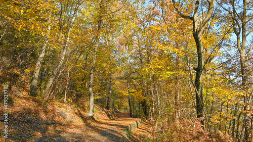 Paesaggio autunnale tra i boschi  con foglie colorate di giallo e arancione