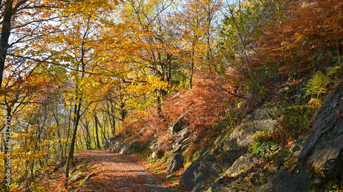 Paesaggio autunnale tra i boschi, con foglie colorate di giallo e arancione