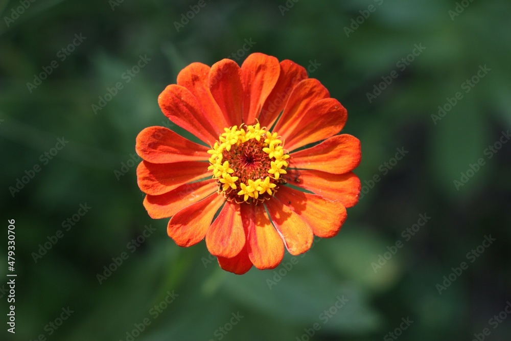 orange dahlia flower