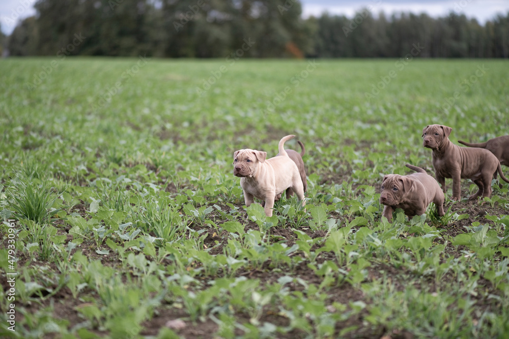 Puppies of a thoroughbred American Pit Bull Terrier are playing on a green field.