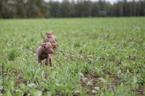 Puppies of a thoroughbred American Pit Bull Terrier are playing on a green field. © shymar27