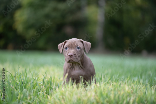 Puppies of a thoroughbred American Pit Bull Terrier are playing on a green field.