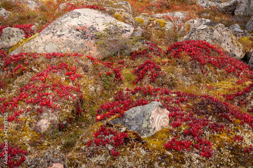 A carpet of vibrant red Alpine bearberry, Arctous alpina during autumn foliage in Finnish Lapland, Northern Europe. photo