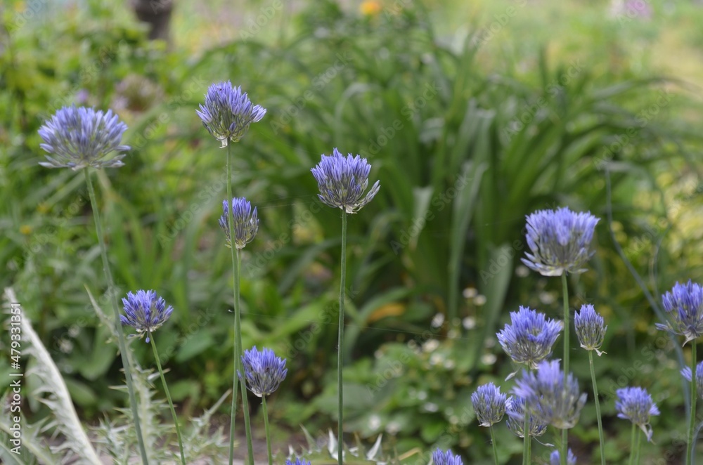 Blooming blue onion, scientific name Allium litvinovii Blooming blue onion, scientific name Allium litvinovii