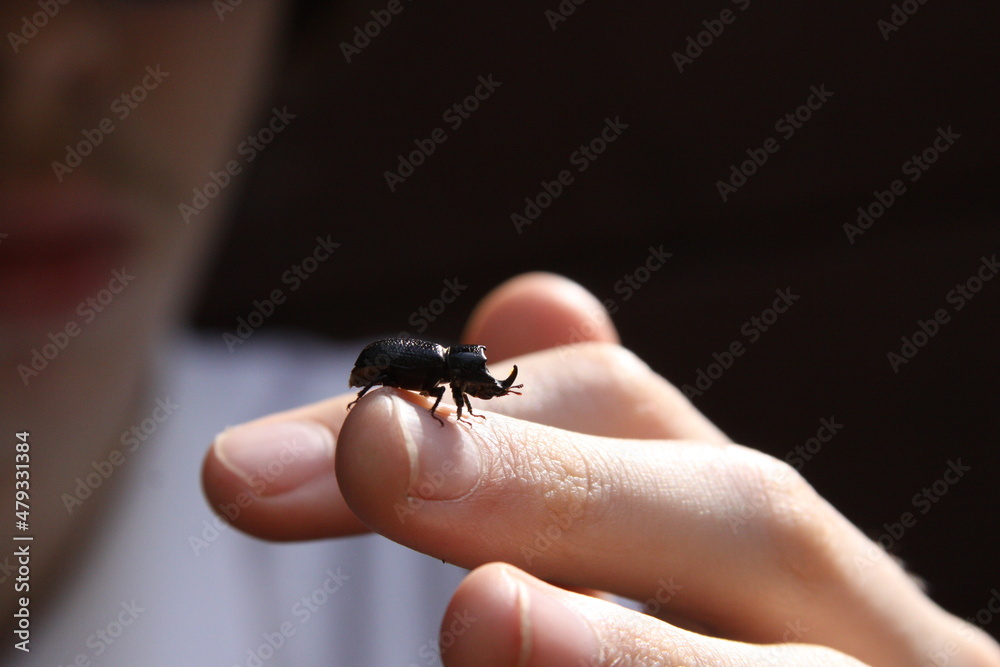 Obraz premium Another bug