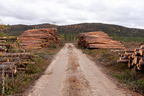 Large Conifer timber piles in front of a forest-covered fell in Northern Finland. 
