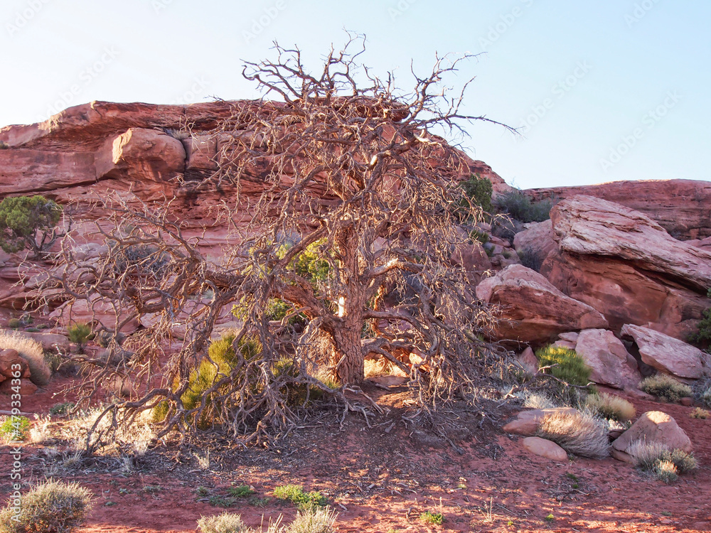 Fototapeta premium Canyonlands Utah Grand Circle