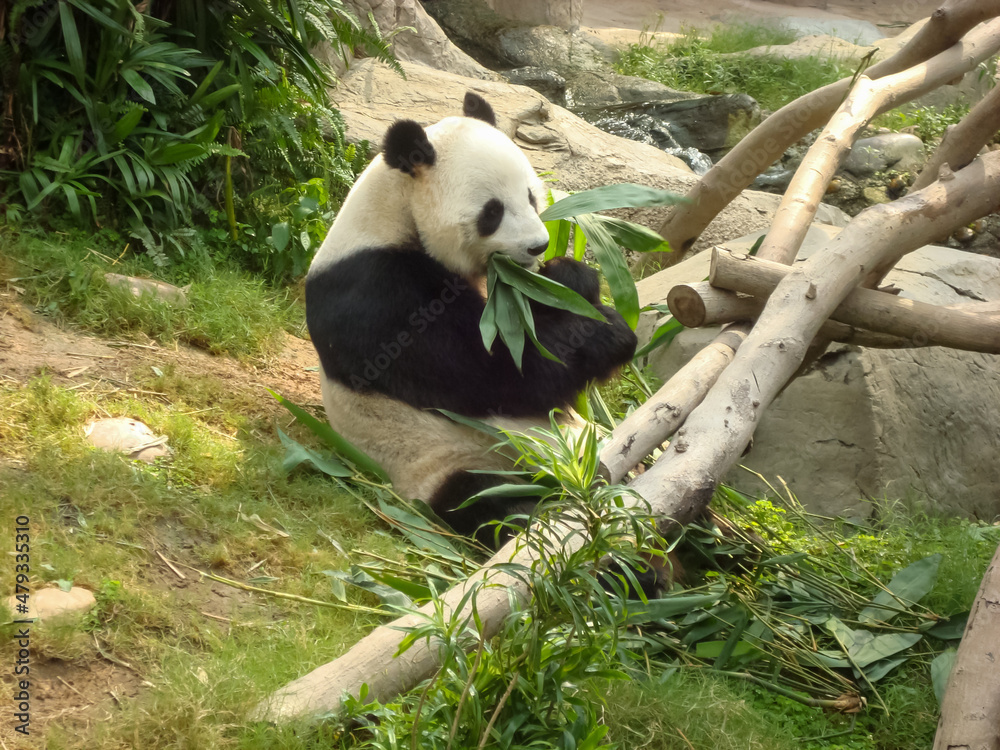 Obraz premium A Chinese giant panda sits on the grass eating bamboo with bamboo leaves.