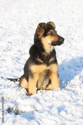 Calm German shepard puppy sitting on a sunny winter day in Europe. © adamikarl