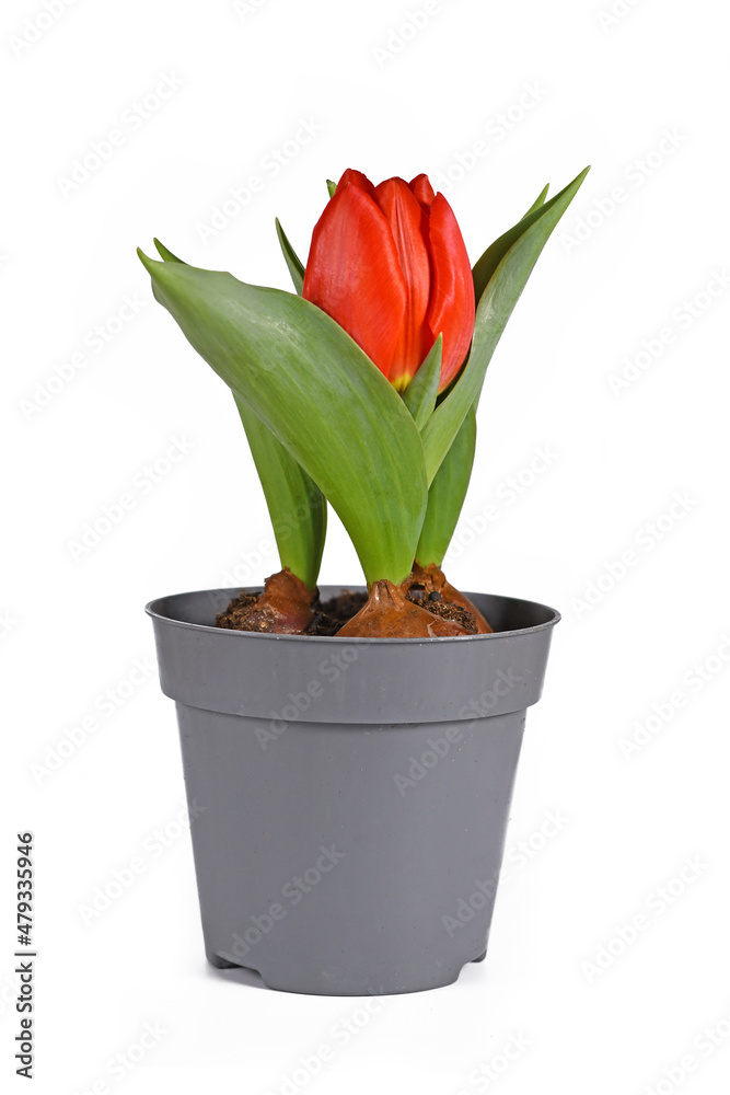 Small red 'Tulipa Red Paradise' tulip in flower pot on white background