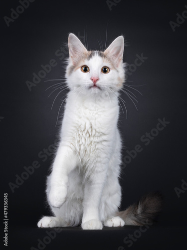 Curious rare breed Turkish Van cat kitten sitting up facing front. One paw playful lifted. Looking towards camera. Isolated on a solid black background.