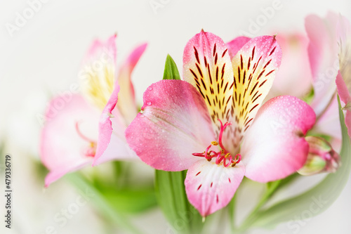 Close up of lily of the Incas. Alstroemeria with light pink flowers.