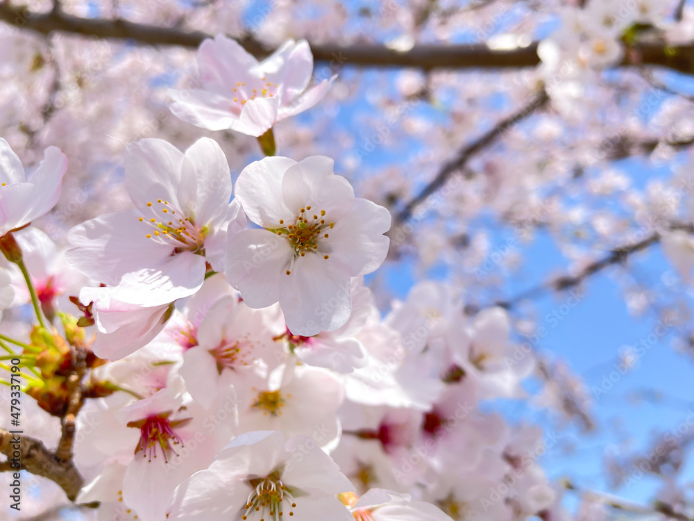 滋賀県野洲市三上の桜 滋賀県野洲市三上の桜