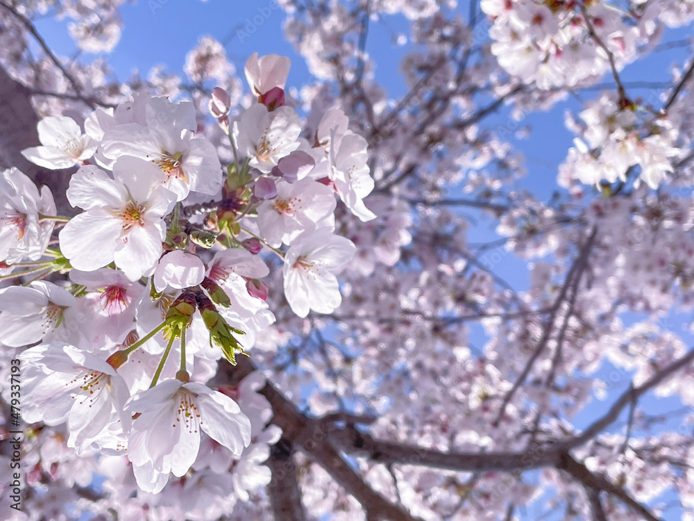 滋賀県野洲市三上の桜