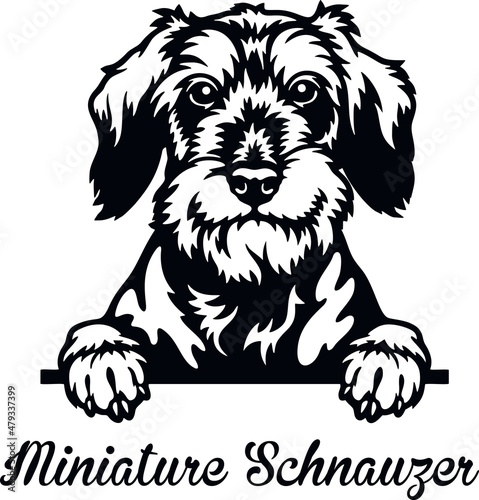 Miniature Schnauzer Peeking Dog - head isolated on white