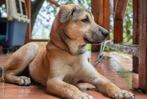 Puppy dog ​​rests quietly in a country house with wooden details. Short hair, brown hair color. The dog poses while lying down.
