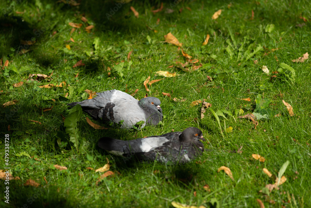 Two blue pigeons (Columba Livia) are resting on the lawn in the park illuminated by the bright summer sun. focus on the far pigeon Two blue pigeons (Columba Livia) are resting on the lawn in the park illuminated by the bright summer sun. focus on the far pigeon