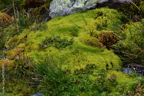 Natura 2000   tztaler Alpen alpine Natur