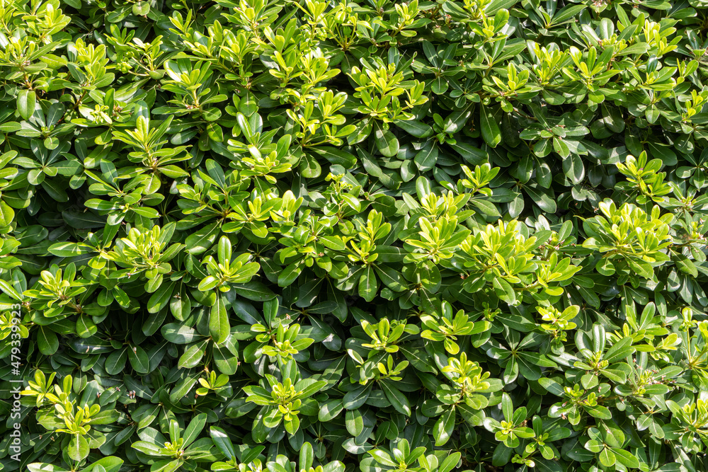 Bright green Japanese cheesewood bushes are in a park in summer Bright green Japanese cheesewood bushes are in a park in summer