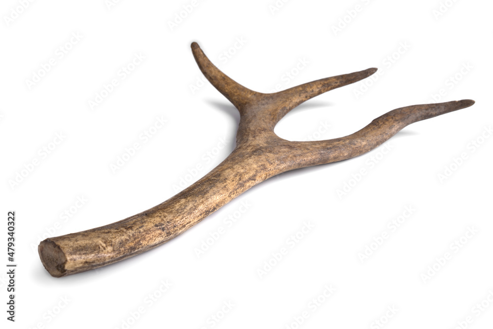 One part of Deer horn. Antler on a white background One part of Deer horn. Antler on a white background