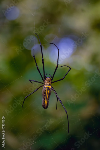 Vertical close up of a giant Golden Orb Web spider (Nephila pilipes)
