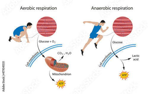Fototapeta Naklejka Na Ścianę i Meble -  Cellular respiration: aerobic and anaerobic