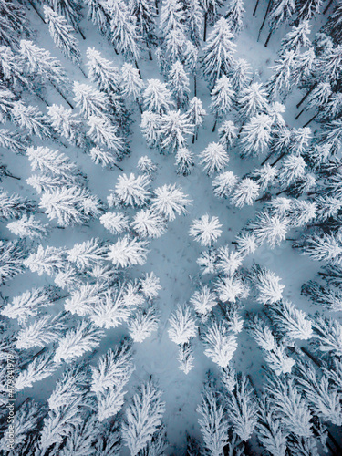 Fototapeta Naklejka Na Ścianę i Meble -  Bird's eye view of winter forest