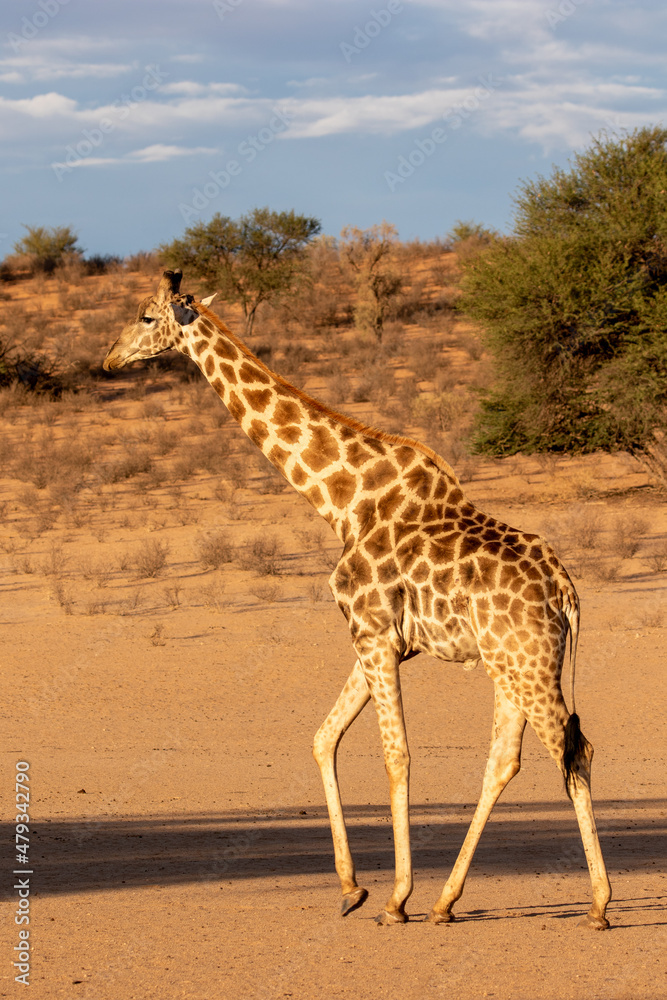 Obraz premium Giraffe in the Kgalagadi