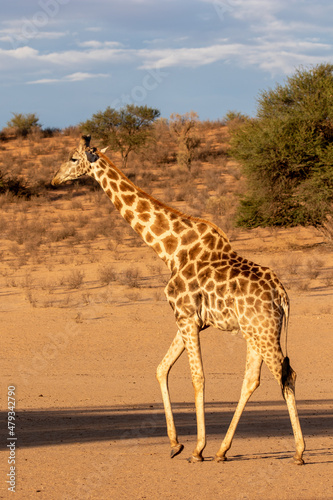 Giraffe in the Kgalagadi