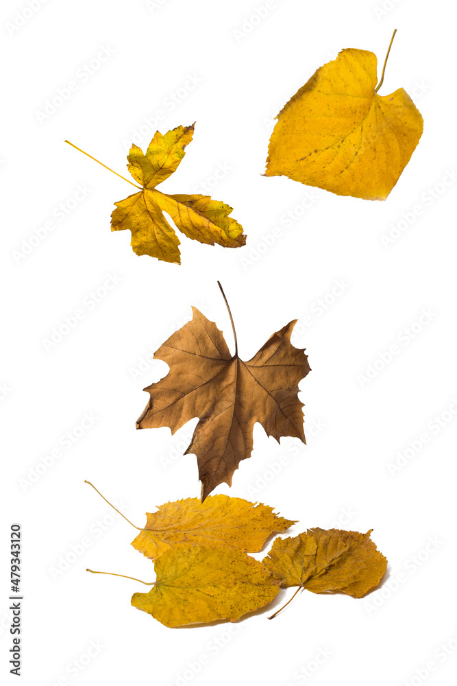Obraz premium Leaves on a white background