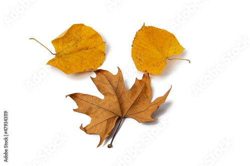 Leaves on a white background