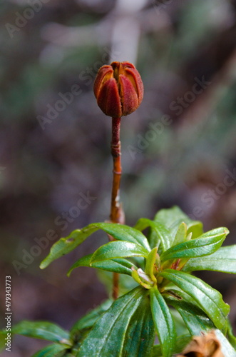 Naturaleza