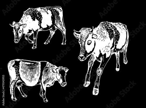 Vector collection of cows on black, cattle farm animal, graphical milky cow elements	
