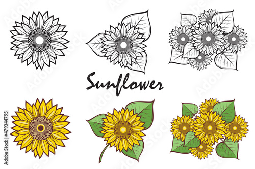 collection of illustration with flower of sunflower isolated on white background