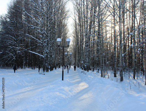 people walk along the path among the snow-covered trees in the forest in cold winter
