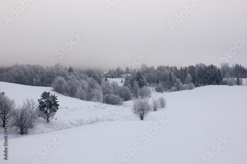 winter forest on the horizon with a snow-covered field © albert