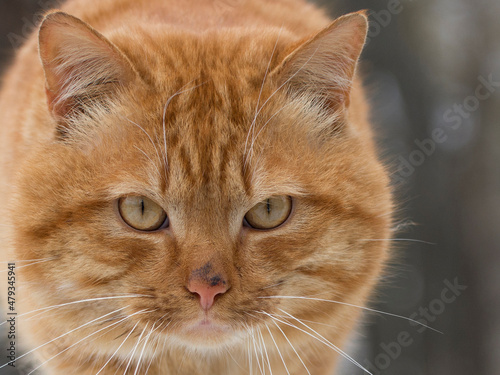 Portrait of a dirty stray cat. Ginger cat looks to the camera.