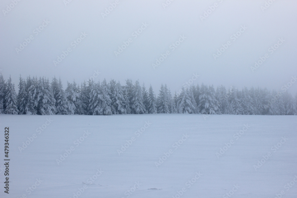 winter forest on the horizon with a snow-covered field