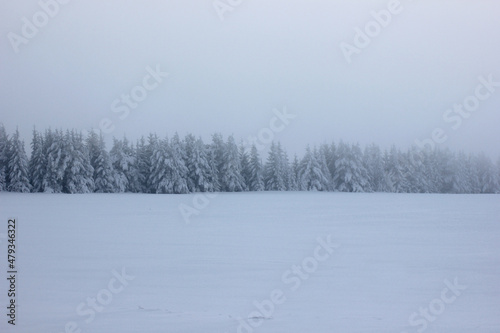 winter forest on the horizon with a snow-covered field © albert
