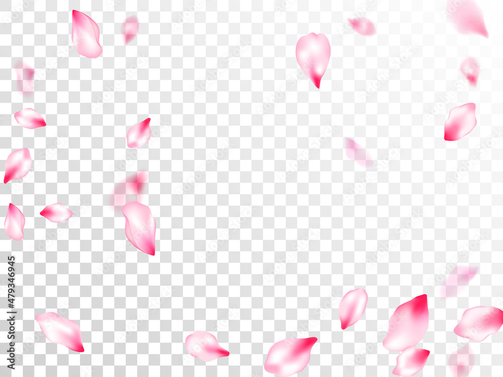 Pink sakura petals confetti flying and falling Pink sakura petals confetti flying and falling