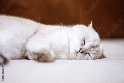 white cat sleeping